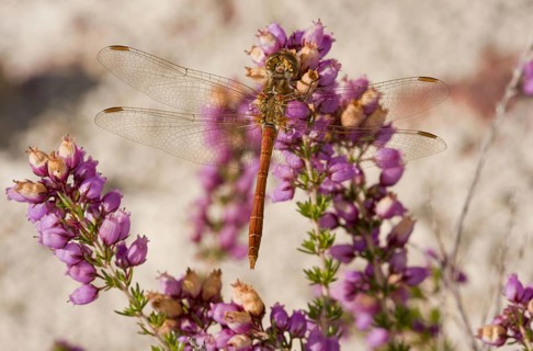 Vagrant darters