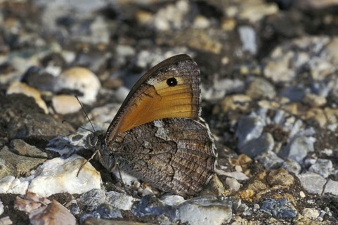 Brush-footed butterfly