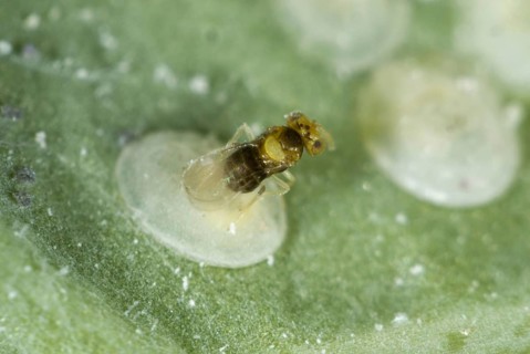 An adult parasitoid wasp