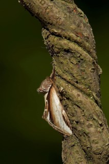 Lesser Swallow Prominent