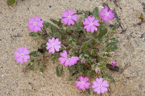Shore Campion