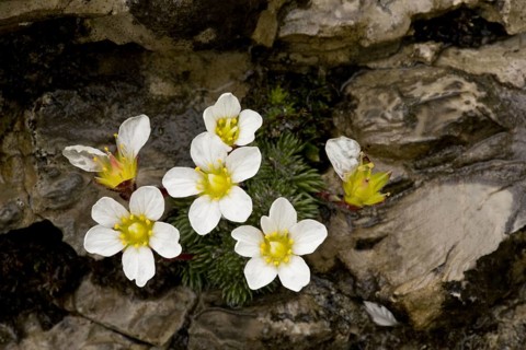 One-flowered Cushion Saxifrage