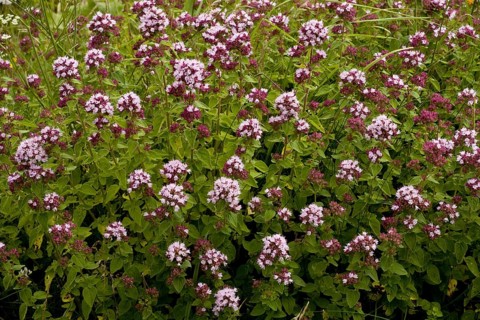 Flowering oregano