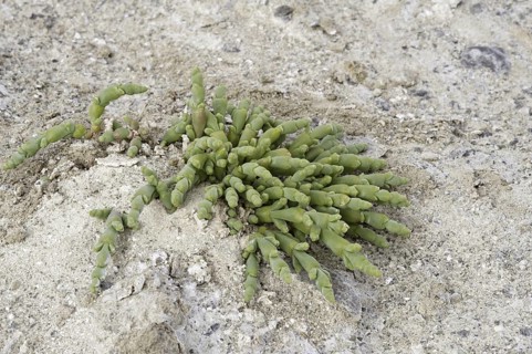Perennial glasswort