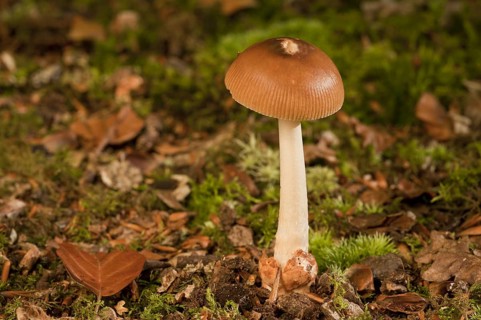 Tawny Grisette