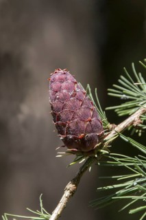 European larch