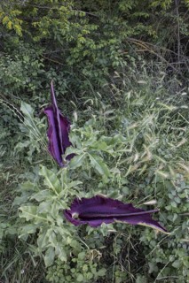 Arum dracunculus