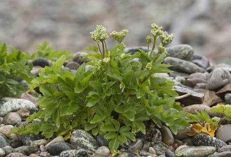 Scots Lovage