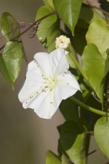 Calonyction aculeatum