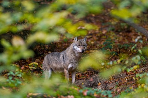 Wolf