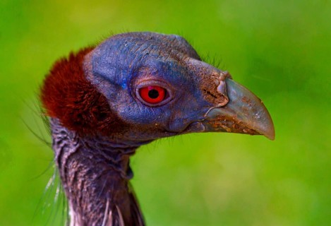 Vulturine Guineafowl