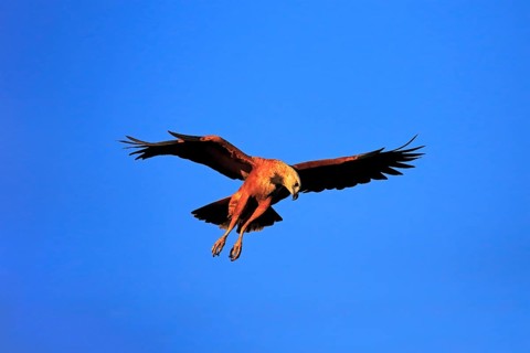 Black-collared hawk