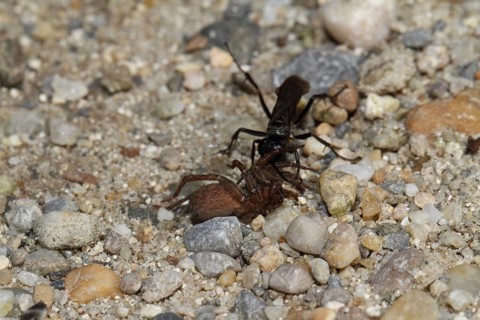 Toenail wasp