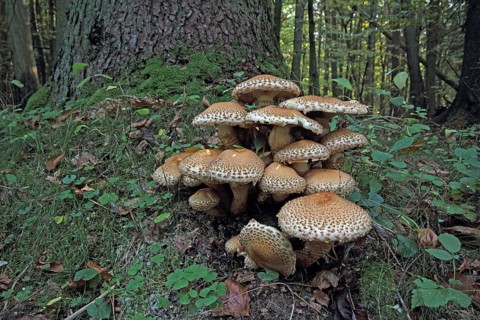 Shaggy shed cap