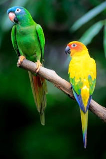 Blue-Crowned Parakeet