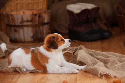 Kooikerhondje