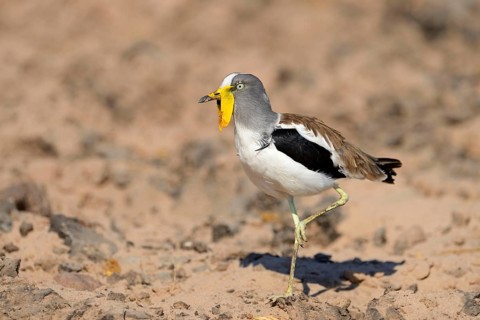 White-headed Lapwing