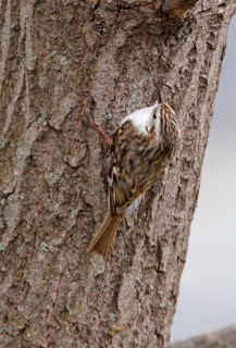 Common Treecreeper
