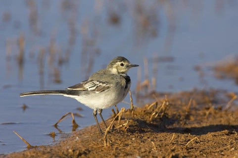Pied Wagtail