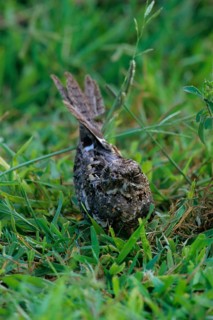 Slender-tailed Nightjar