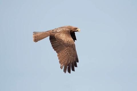 Yellow-billed Kite