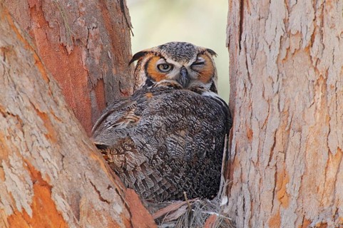 Great Horned Owl
