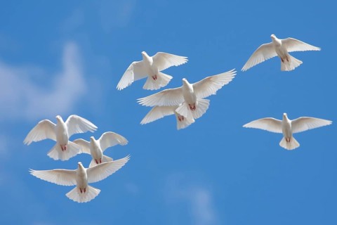 Domestic pigeon