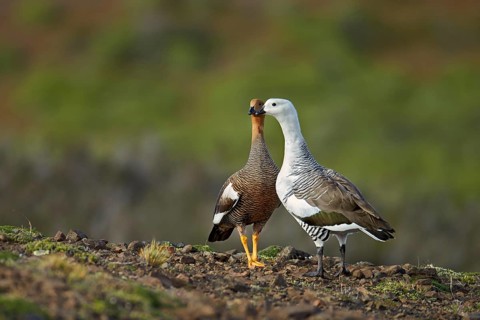 Upland Goose