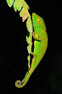 Glaw's Chameleon