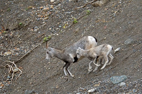 Stone sheep