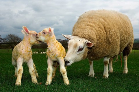 Domestic Sheep
