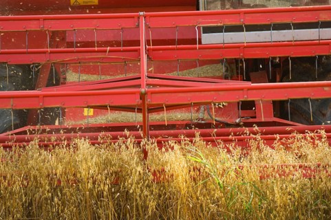 Common oat