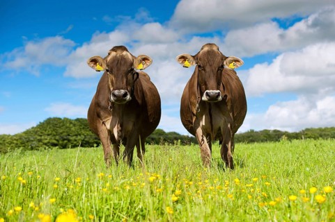 Domestic cattle