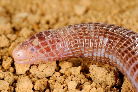 Iberian Worm Lizard