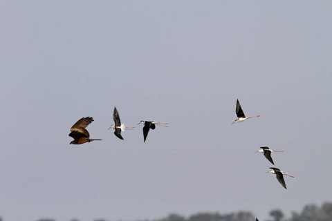 Black-winged stilts chase a black kite that has preyed on one of the chicks. Coto Donana