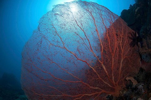 Red gorgonian fan coral