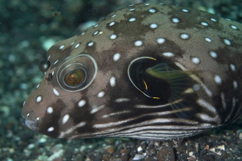White-spotted pufferfish