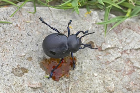 Paw beetle
