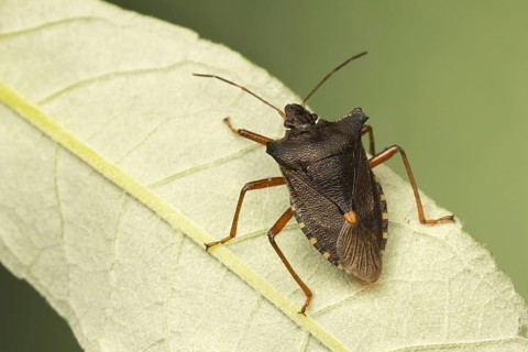 Forest Bug