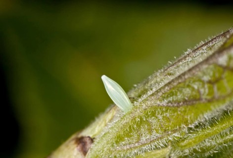 Brimstone