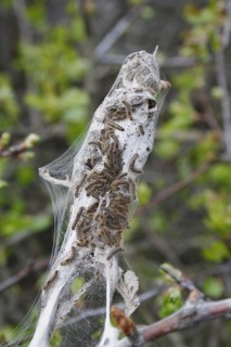 Caterpillars of the brown-tail