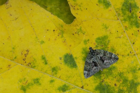Cloeoclysta siterata