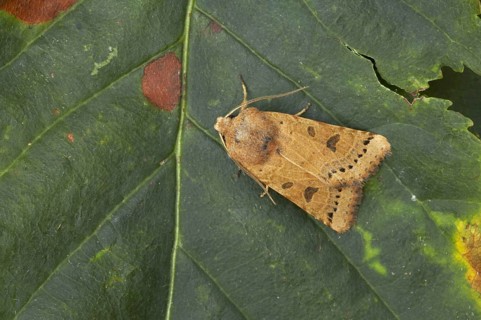 Lunar Underwing