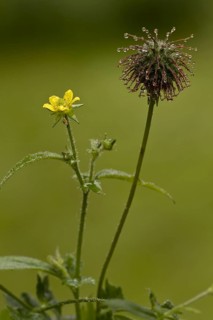 Geum vulgaris