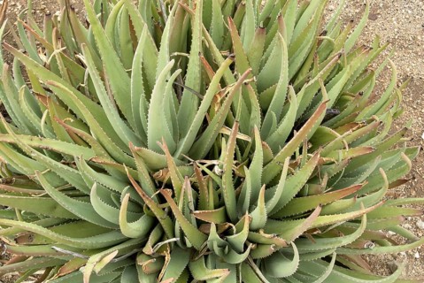 Medicinal aloe veras