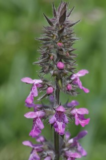 Flowering marsh woundwort