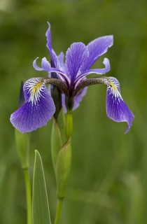 Variegated iris
