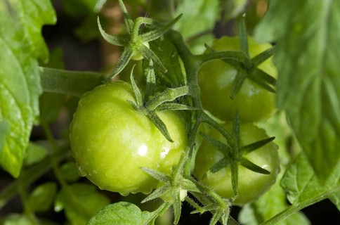 Tomato