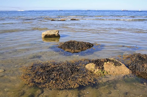 Bladder wrack