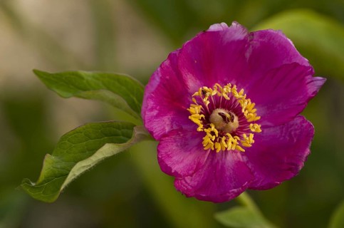 Balkan Paeony